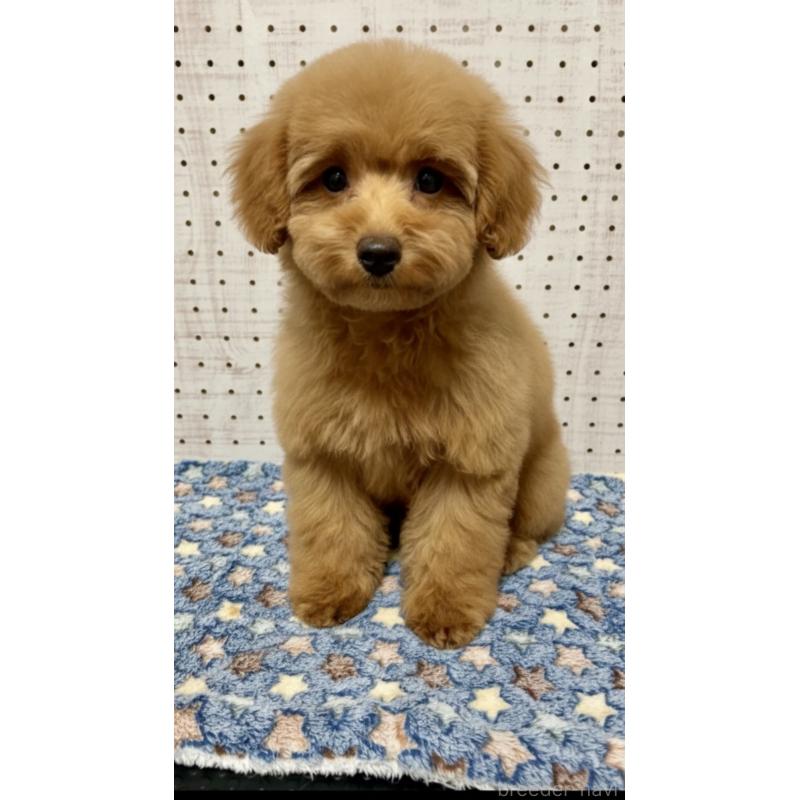 販売中の東京都のトイプードル-421323の3枚目