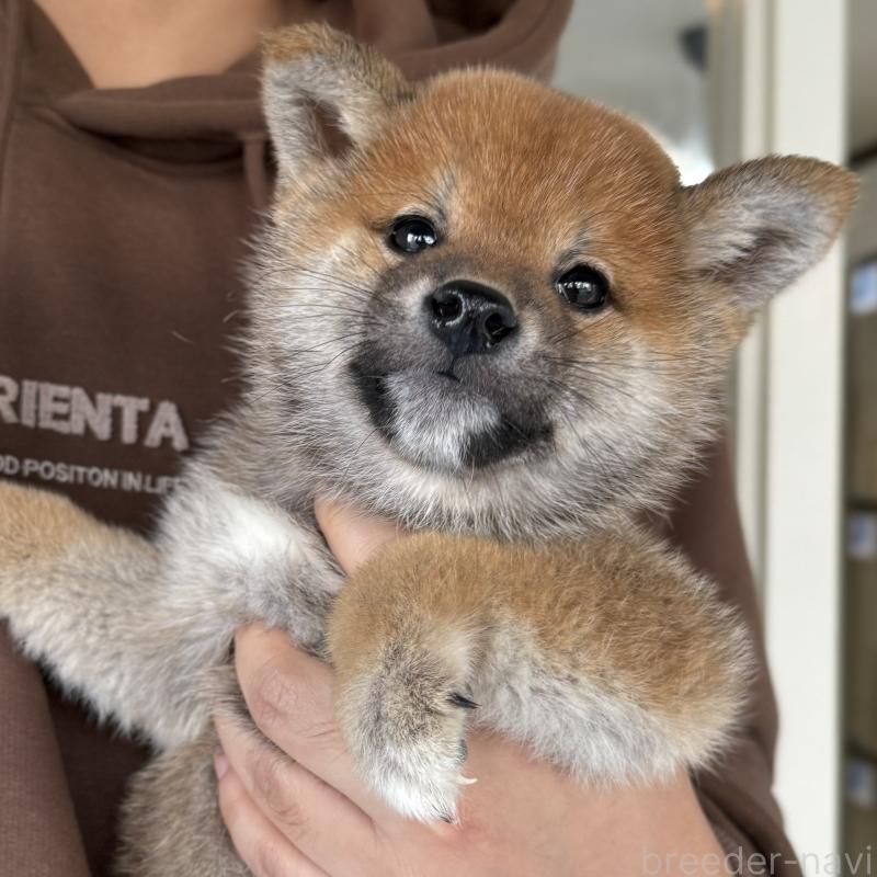 販売中の大阪府の柴犬-430995の1枚目