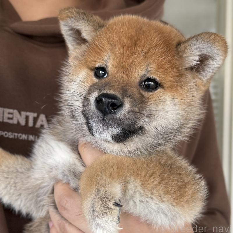 販売中の大阪府の柴犬-430995の7枚目