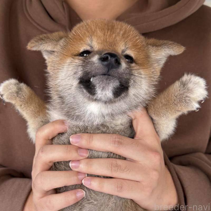 販売中の大阪府の柴犬-430995の6枚目