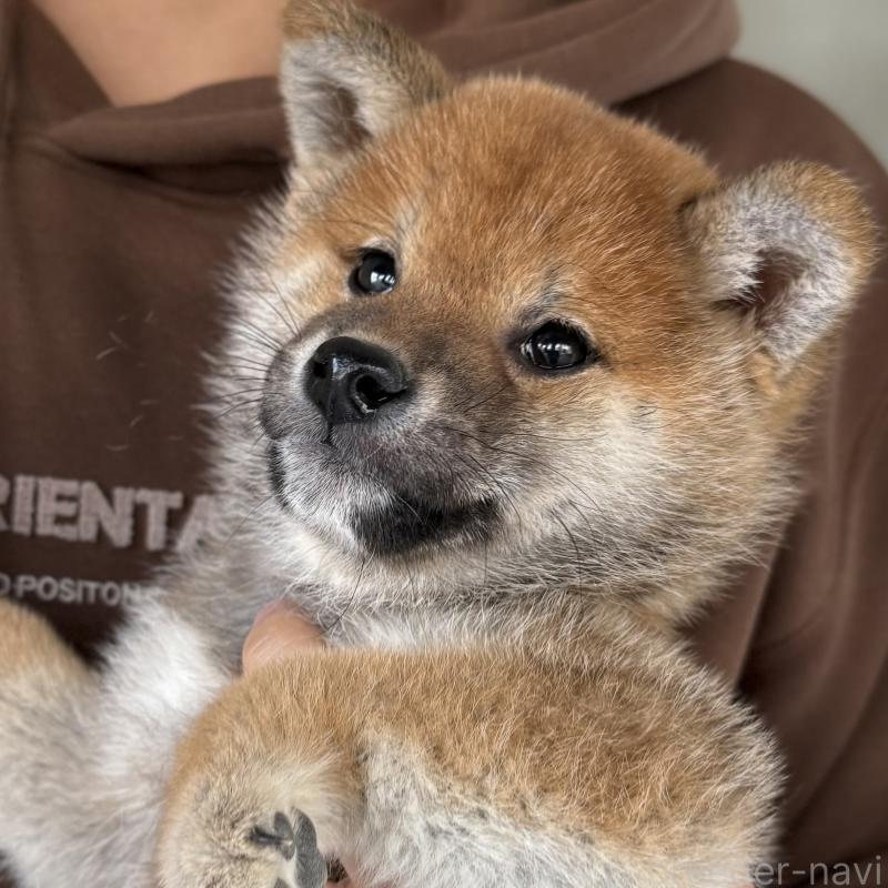 販売中の大阪府の柴犬-430995の5枚目