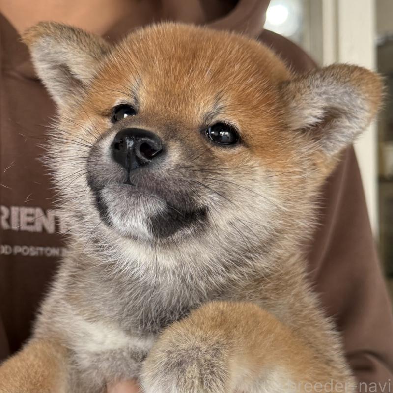 販売中の大阪府の柴犬-430995の4枚目