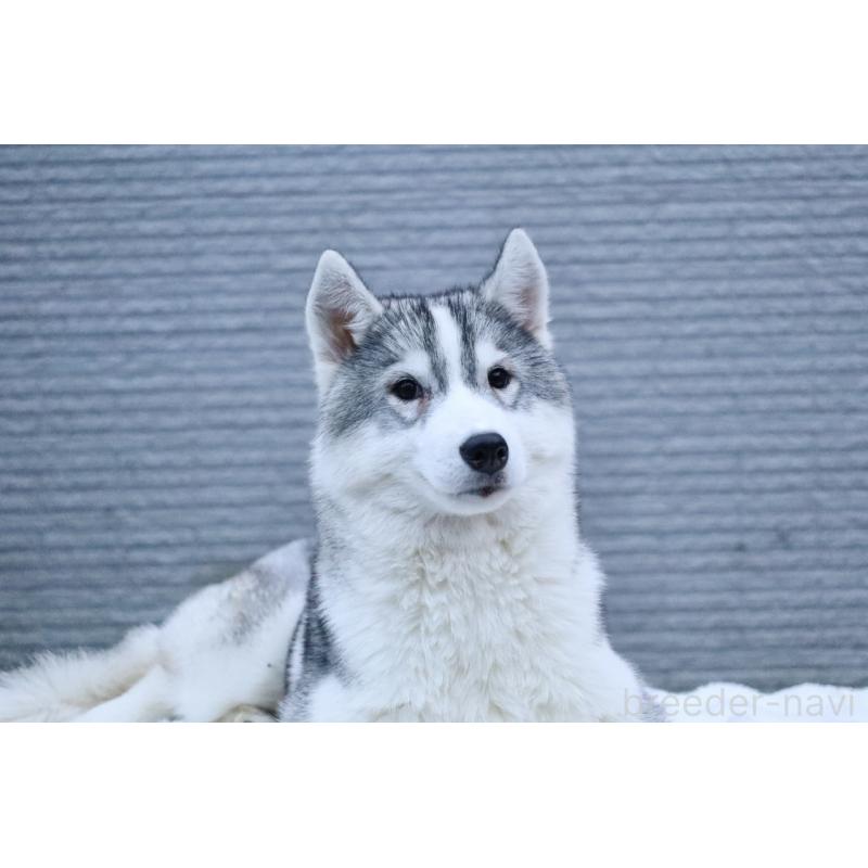 販売中の栃木県のシベリアンハスキー-412350の5枚目