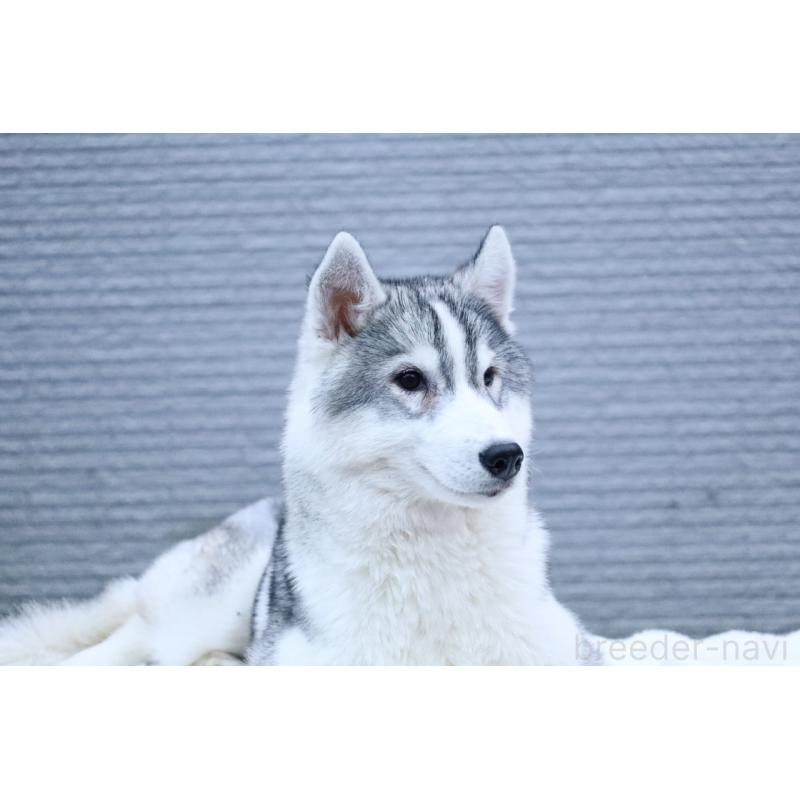 販売中の栃木県のシベリアンハスキー-412350の4枚目
