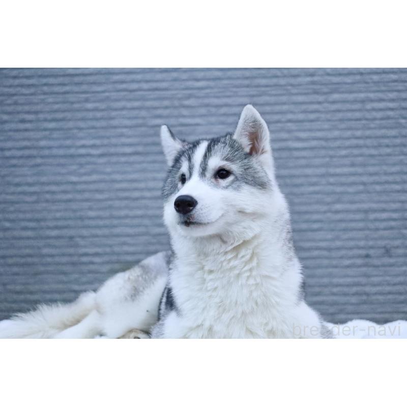 販売中の栃木県のシベリアンハスキー-412350の3枚目
