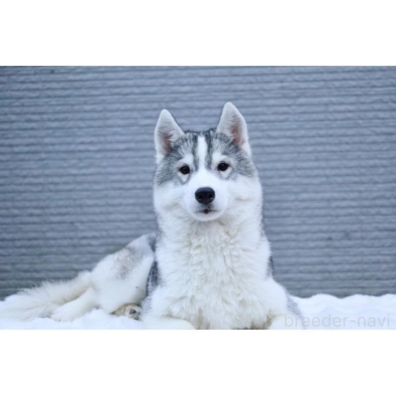 販売中の栃木県のシベリアンハスキー-412350