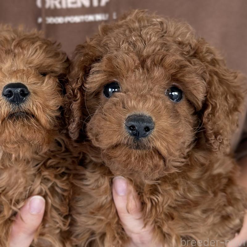 販売中の大阪府のトイプードル-425826