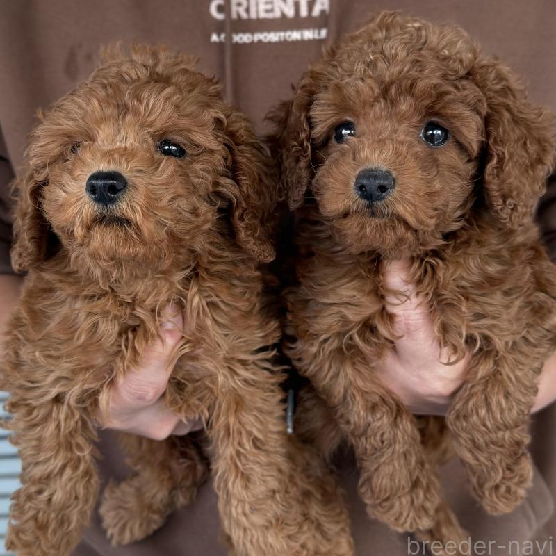 販売中の大阪府のトイプードル-425826の5枚目