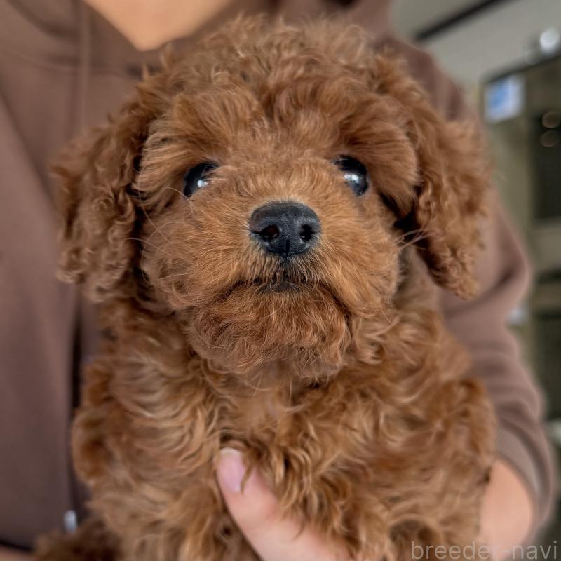 販売中の大阪府のトイプードル-425826の4枚目