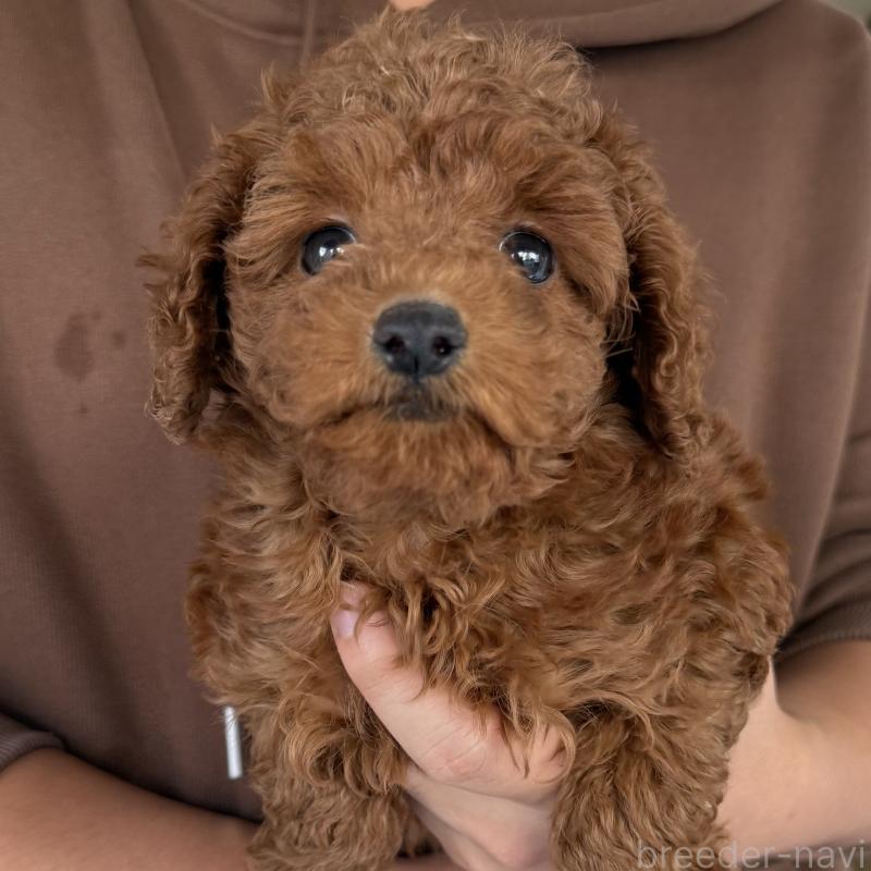 販売中の大阪府のトイプードル-425826の3枚目