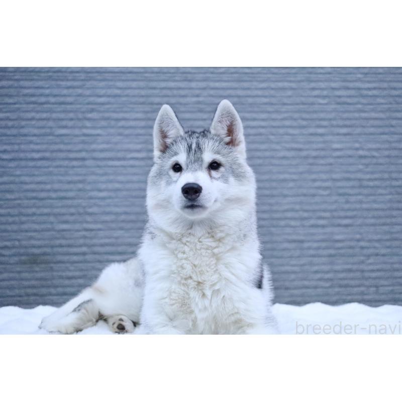 販売中の栃木県のシベリアンハスキー-412348の5枚目