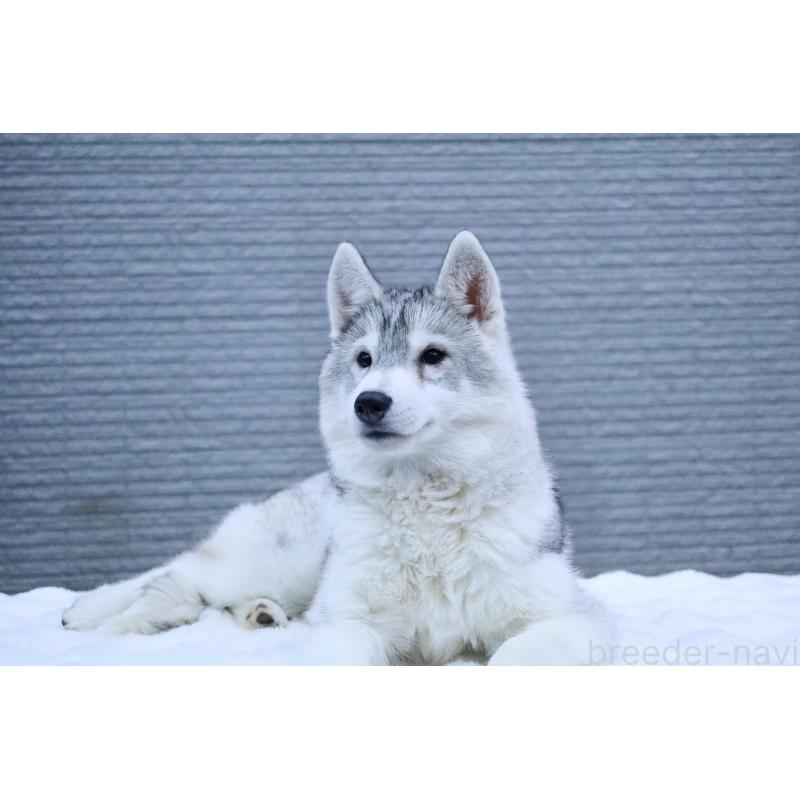 販売中の栃木県のシベリアンハスキー-412348の4枚目