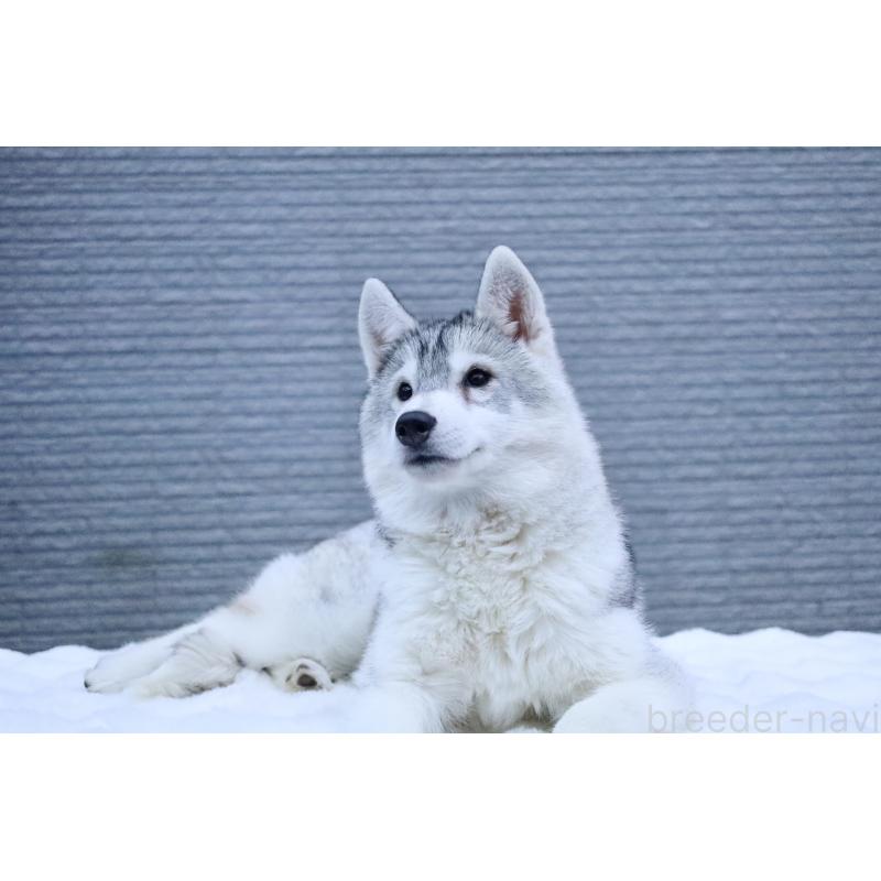 販売中の栃木県のシベリアンハスキー-412348の3枚目