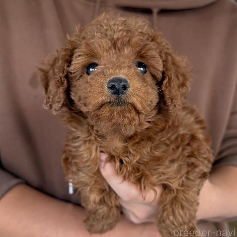 販売中の大阪府のトイプードル-430996の1枚目