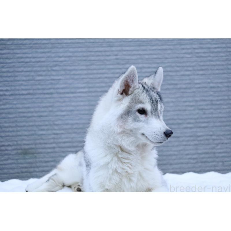 販売中の栃木県のシベリアンハスキー-412348の2枚目