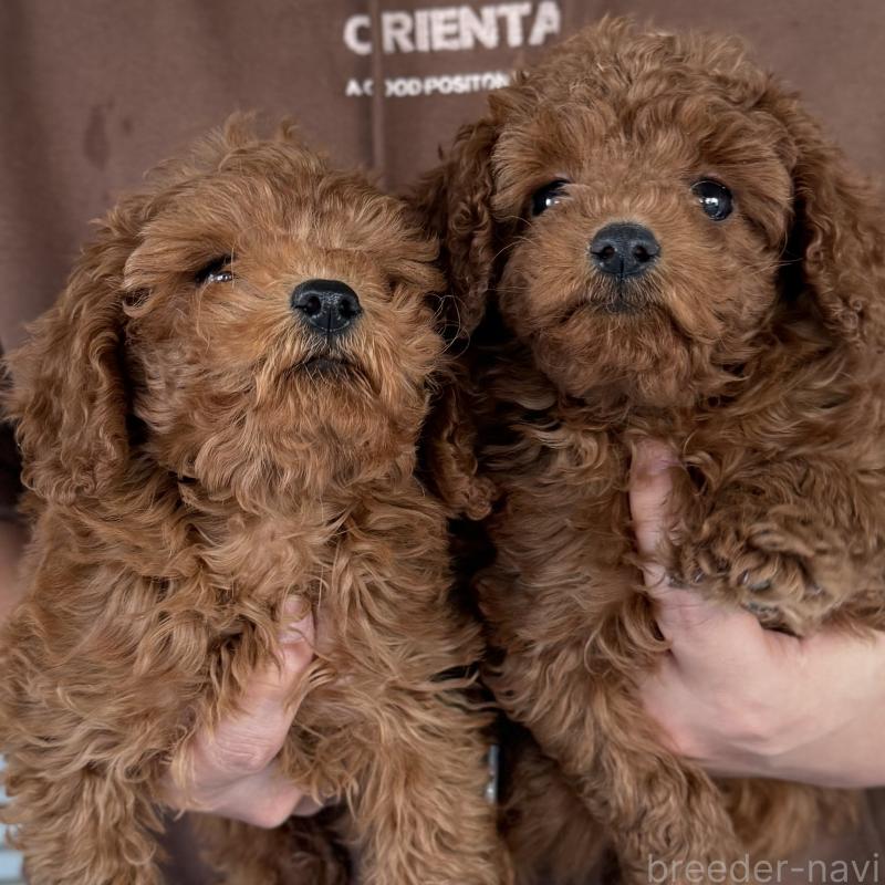 販売中の大阪府のトイプードル-430996の6枚目