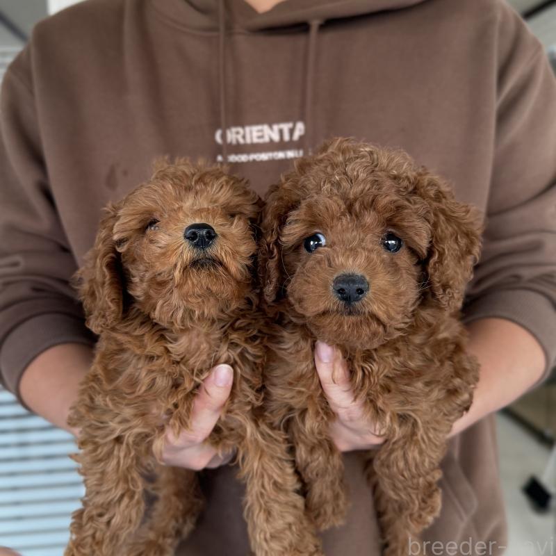 販売中の大阪府のトイプードル-430996の5枚目
