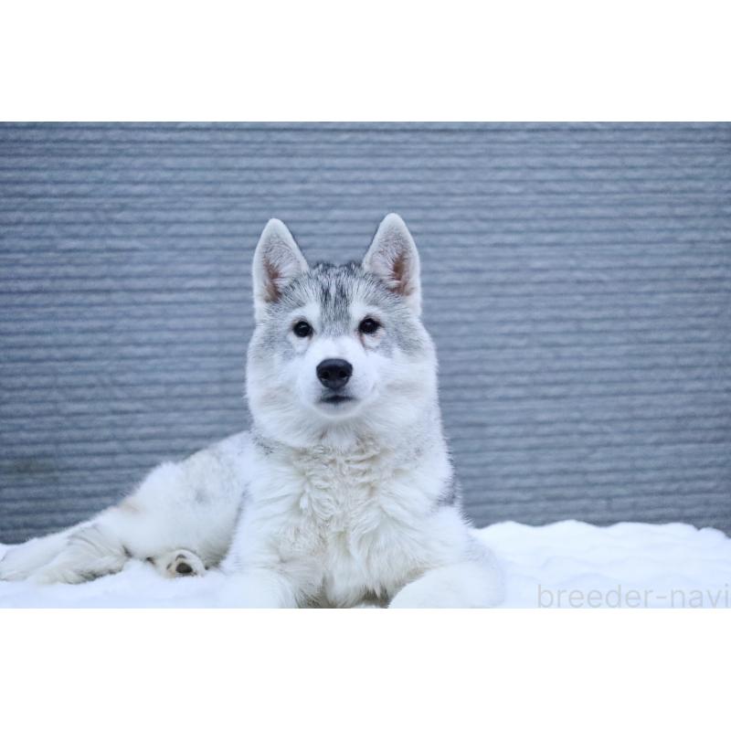 販売中の栃木県のシベリアンハスキー-412348