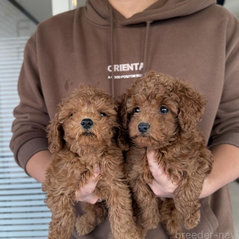 販売中の大阪府のトイプードル-430996の4枚目