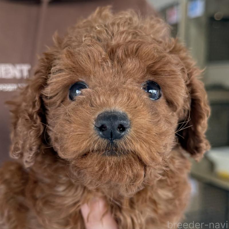 販売中の大阪府のトイプードル-430996の3枚目