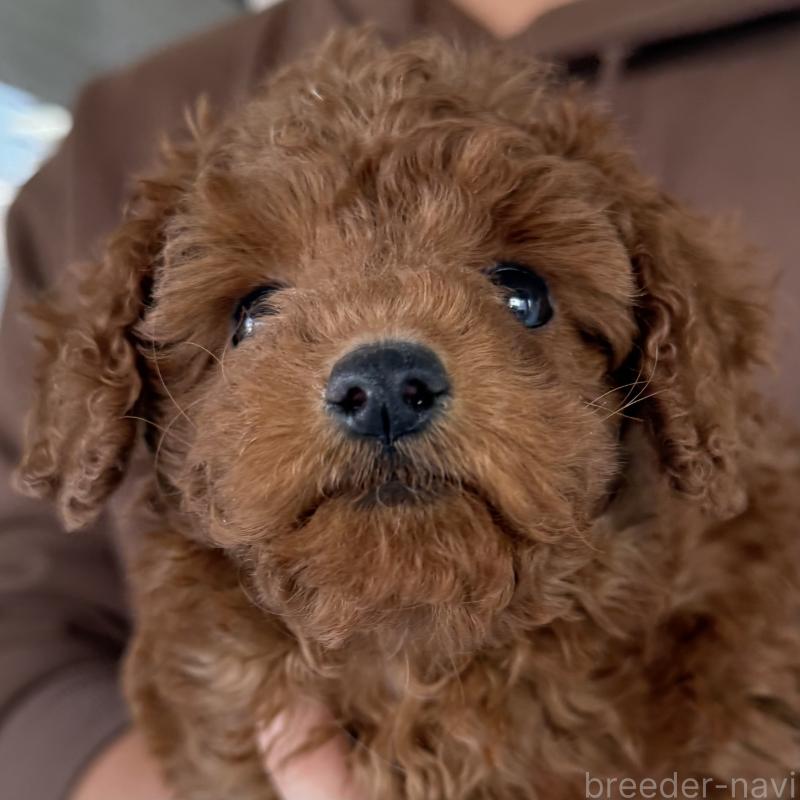 販売中の大阪府のトイプードル-430996の2枚目