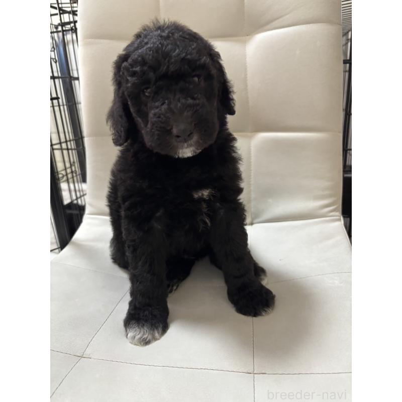 販売中の滋賀県のゴールデンドゥードル:ゴールデンレトリーバー×プードル-430997