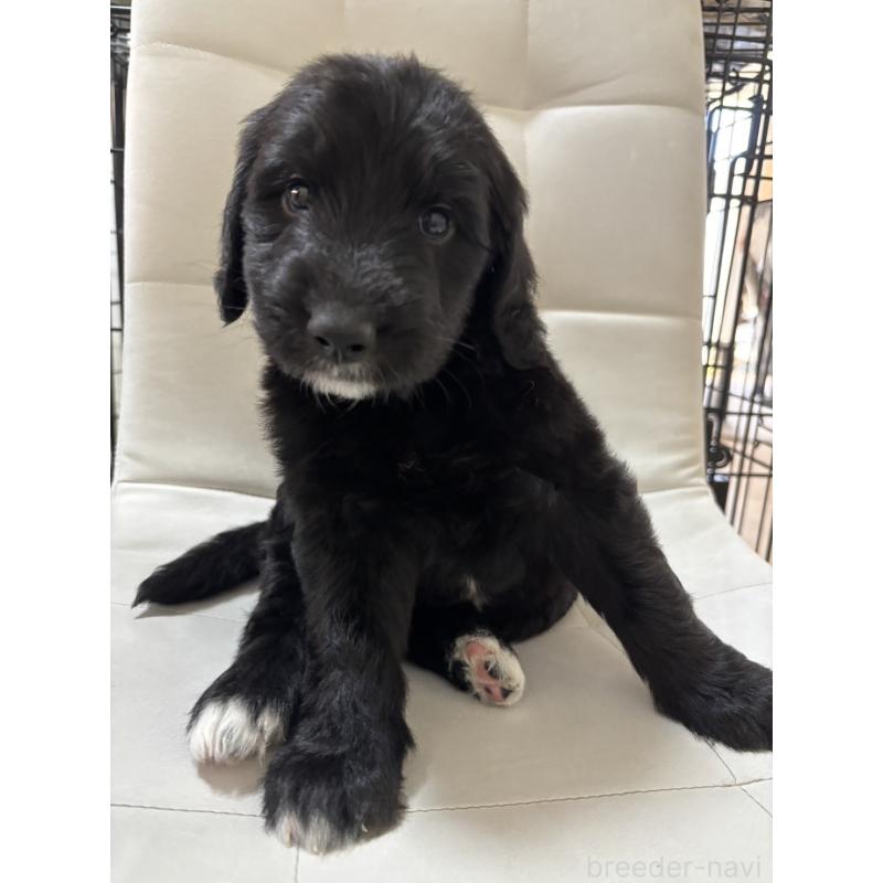 販売中の滋賀県のゴールデンドゥードル:ゴールデンレトリーバー×プードル-430997の4枚目