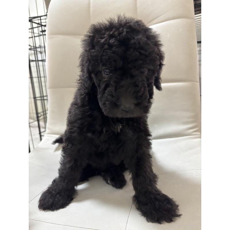 販売中の滋賀県のゴールデンドゥードル:ゴールデンレトリーバー×プードル-430997の3枚目