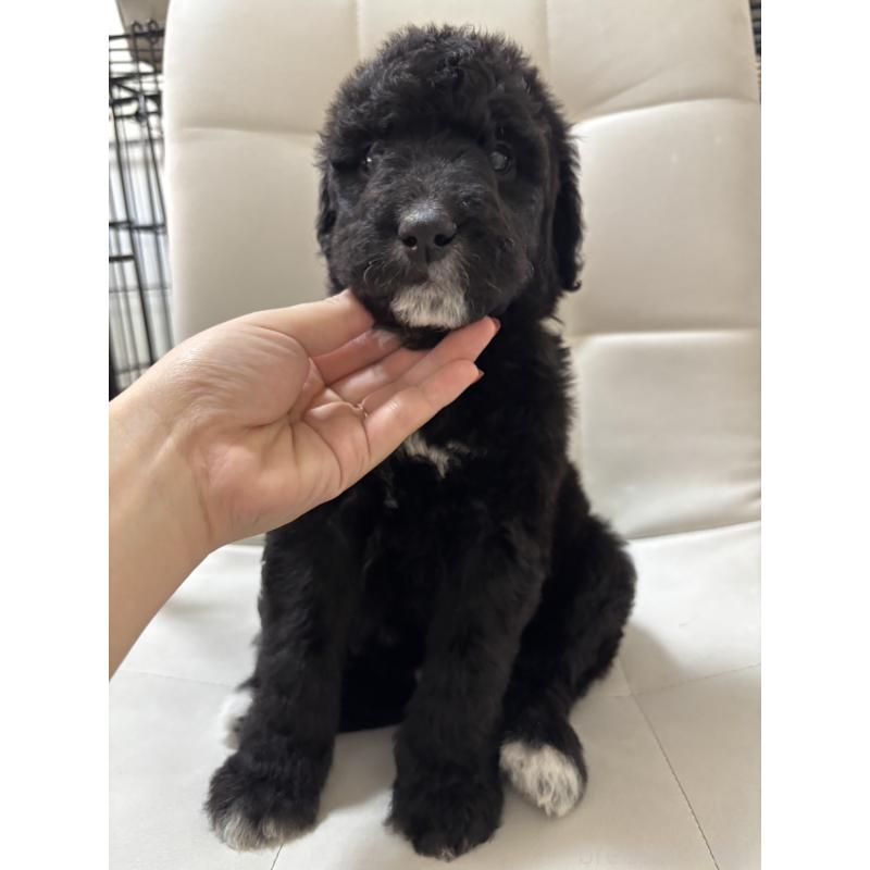 販売中の滋賀県のゴールデンドゥードル:ゴールデンレトリーバー×プードル-430997の2枚目