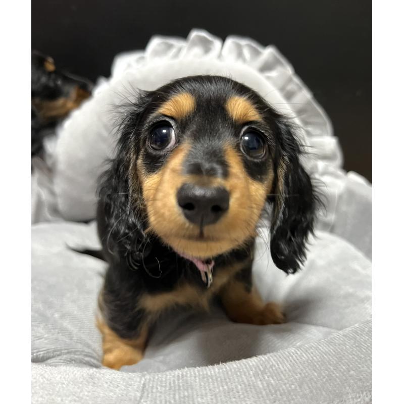 販売中の茨城県のミニチュアダックスフンド(ロングヘアード)-425306の5枚目