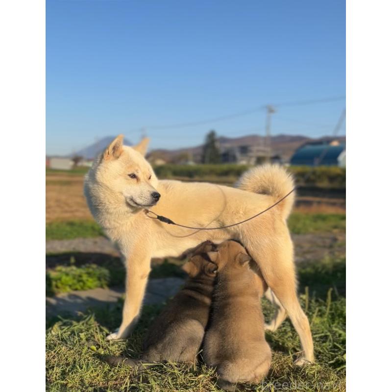 ウパシちゃん1枚目