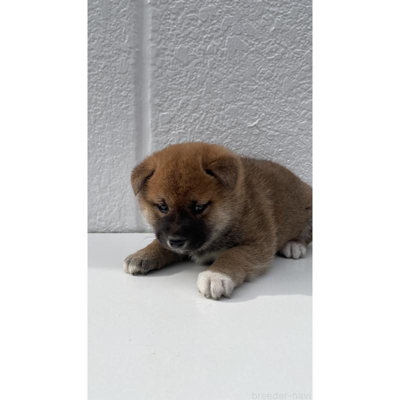 販売中の岐阜県の柴犬-430848の5枚目