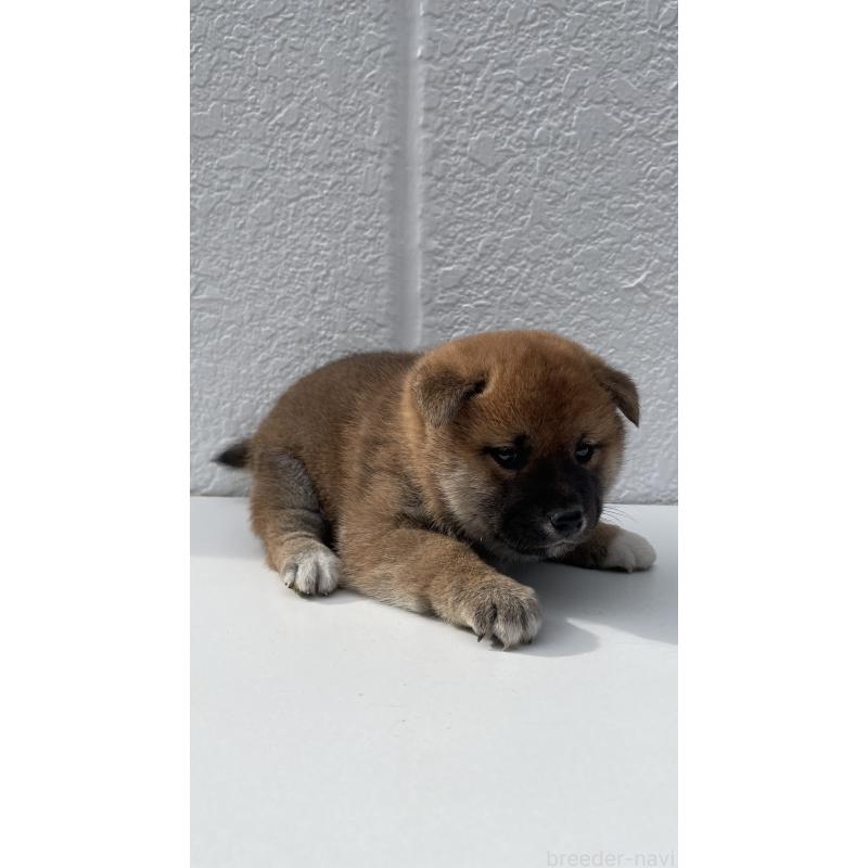 販売中の岐阜県の柴犬-430848の4枚目