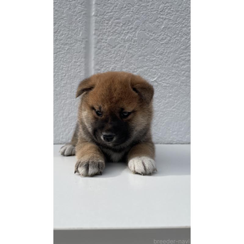 販売中の岐阜県の柴犬-430848の3枚目