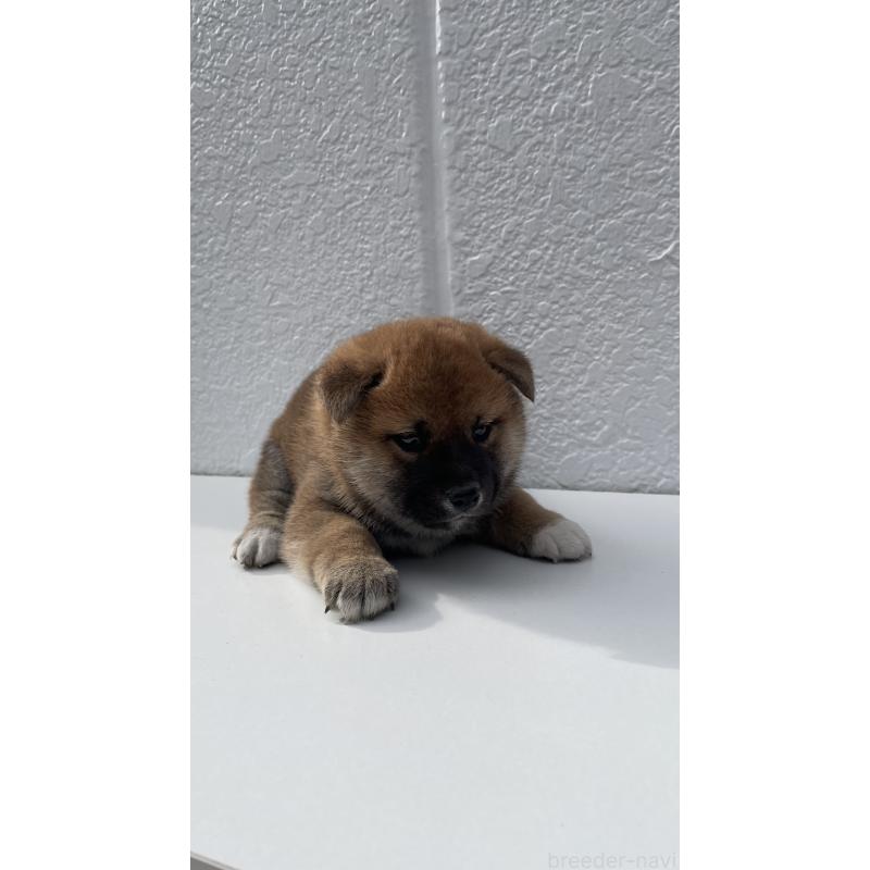 販売中の岐阜県の柴犬-430848の2枚目