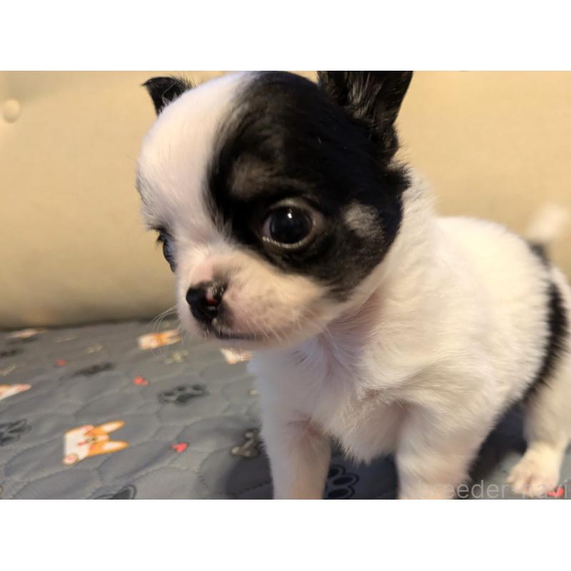 成約済の茨城県のチワワ(ロングコート)-428690の6枚目