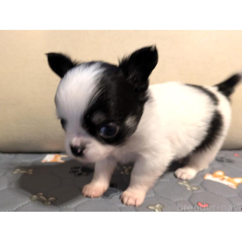 成約済の茨城県のチワワ(ロングコート)-428690の3枚目