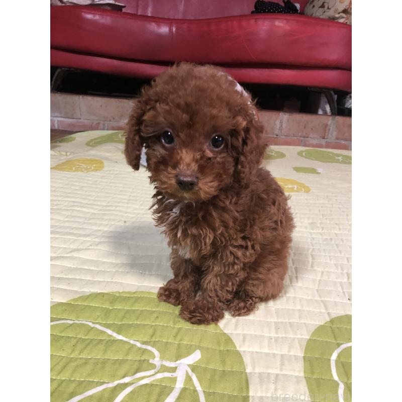 販売中ののトイプードル-425599