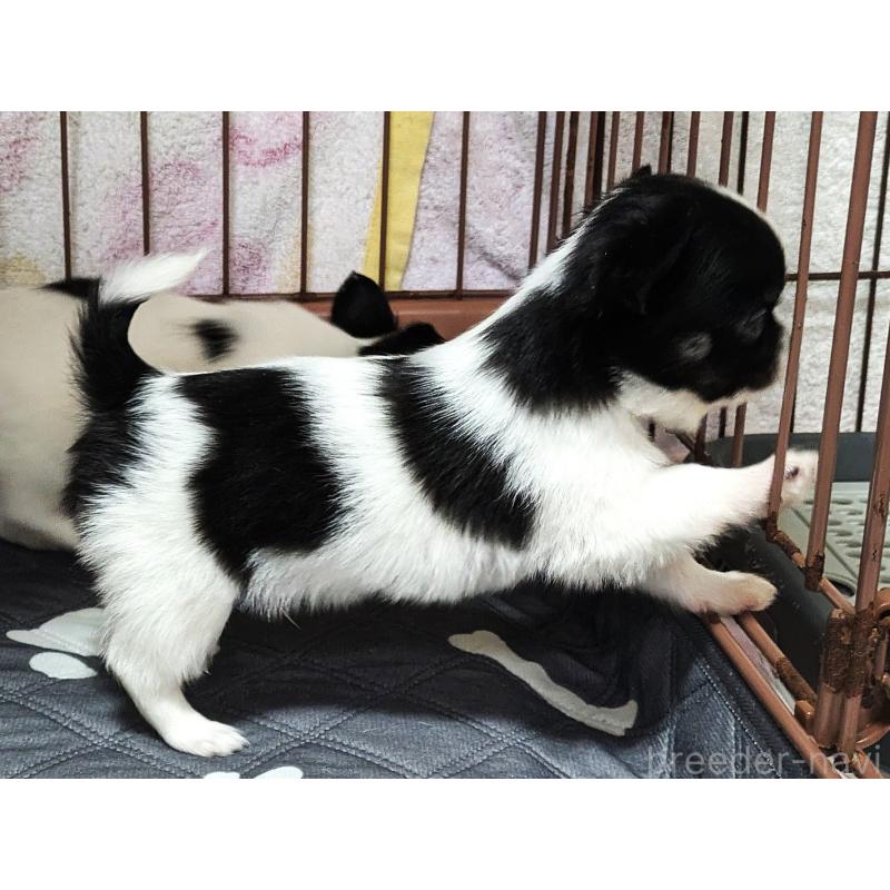 成約済の茨城県のチワワ(ロングコート)-428688の4枚目