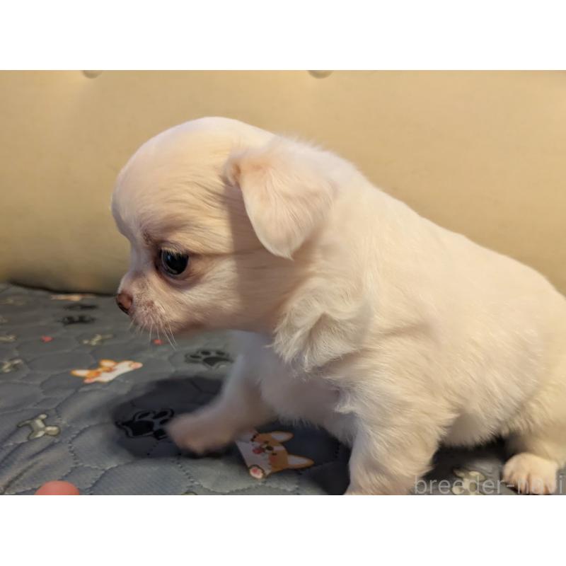 成約済の茨城県のチワワ(ロングコート)-428683の4枚目