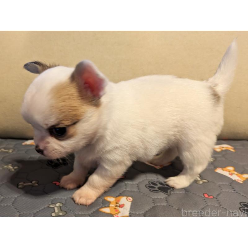 成約済の茨城県のチワワ(ロングコート)-428681の4枚目