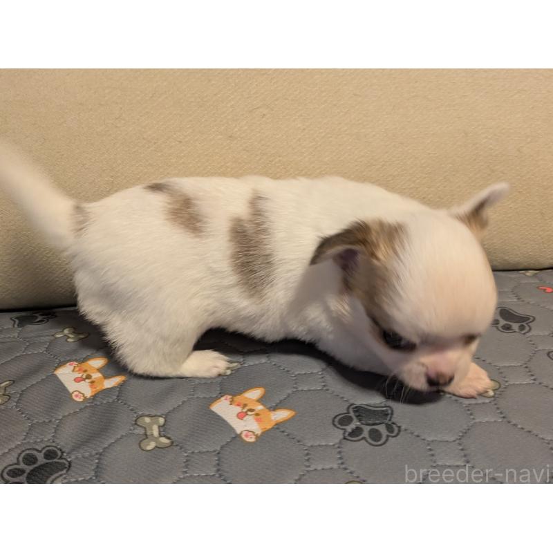 成約済の茨城県のチワワ(ロングコート)-428681の3枚目