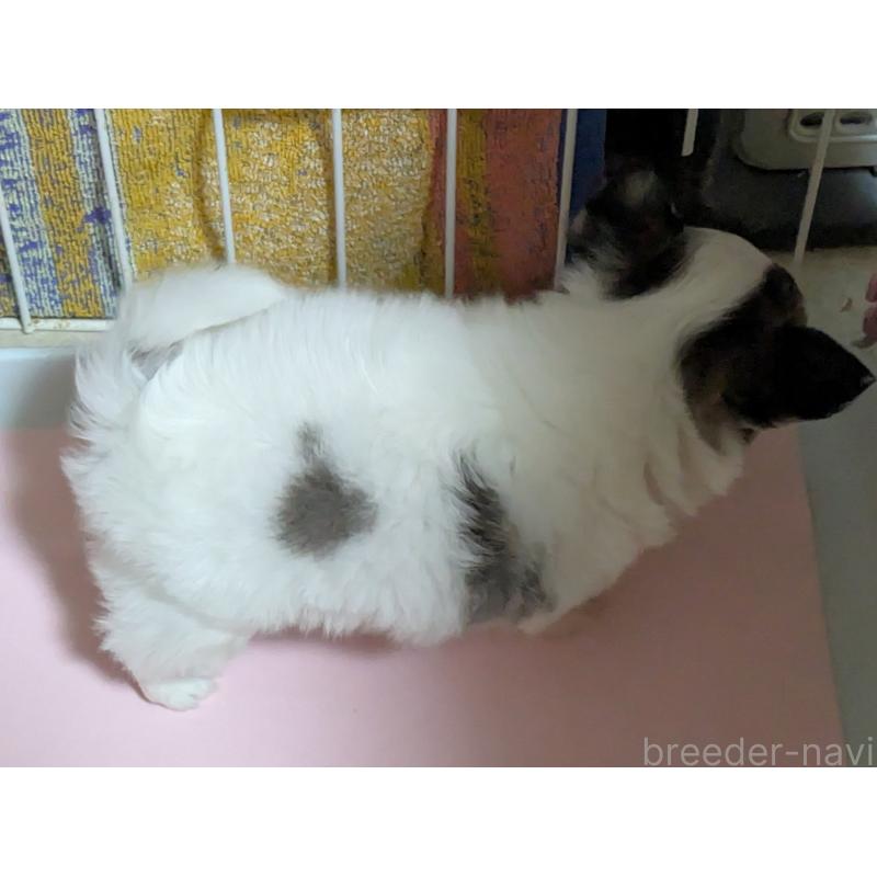 成約済の茨城県のチワワ(ロングコート)-426819の3枚目