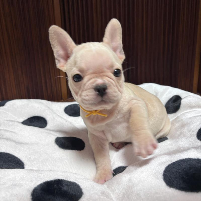 販売中の三重県のフレンチブルドッグ-429636