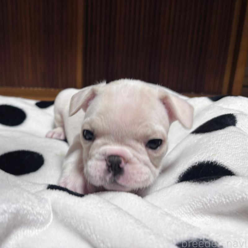 販売中の三重県のフレンチブルドッグ-429640