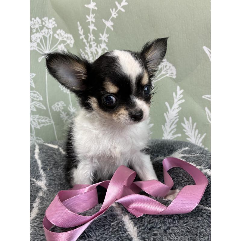 成約済の山形県のチワワ(ロングコート)-425369の3枚目