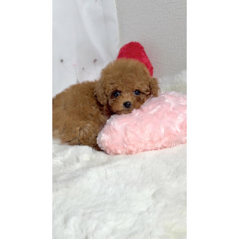 成約済の大阪府のティーカッププードル-429729の9枚目