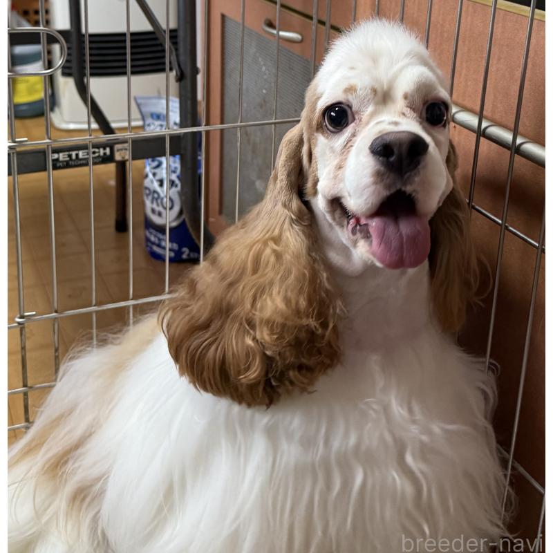 販売中の岐阜県のアメリカンコッカースパニエル-430850の2枚目