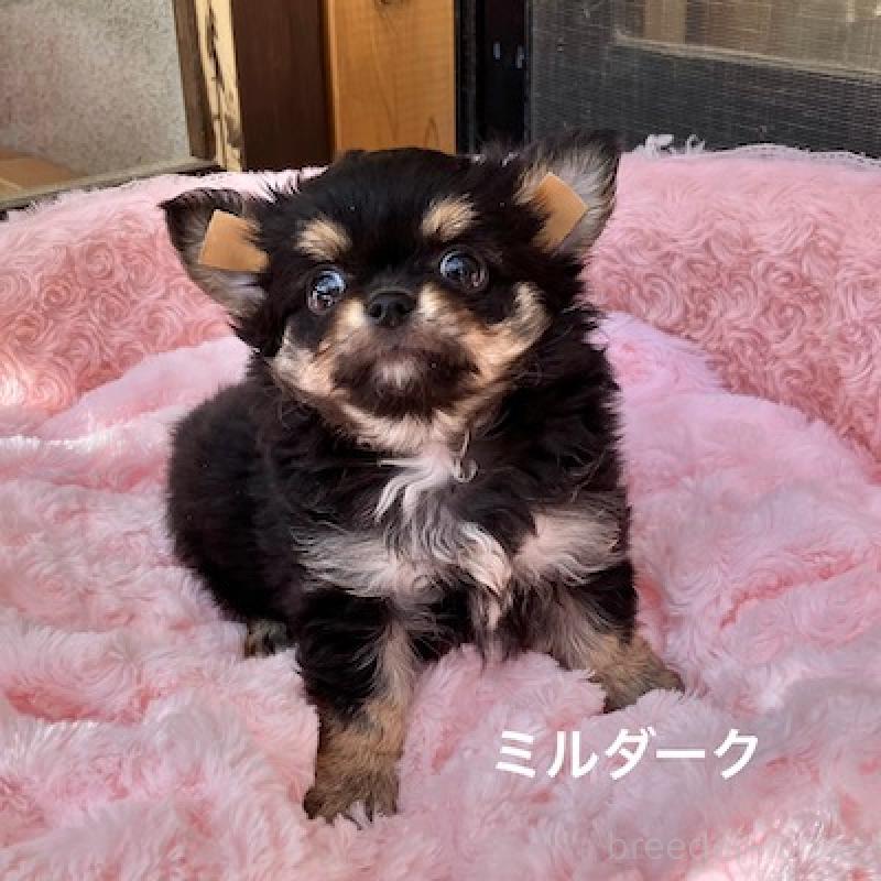 販売中の群馬県のチワワ(ロングコート)-430851の6枚目