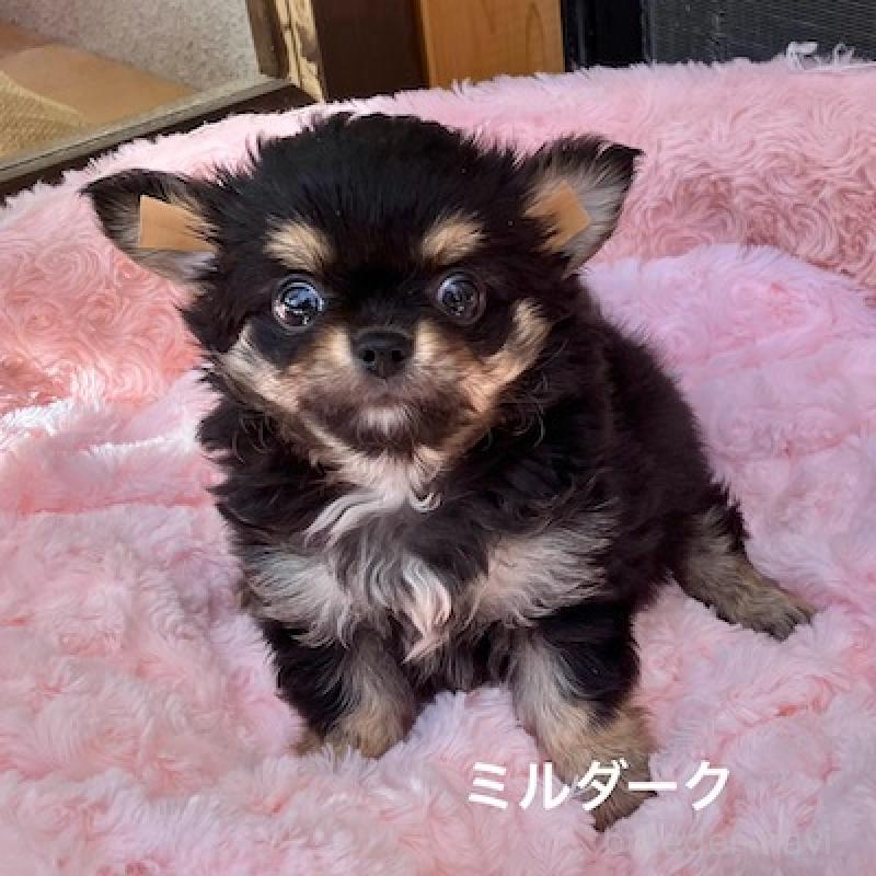 販売中の群馬県のチワワ(ロングコート)-430851の1枚目